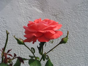 rosenblüte